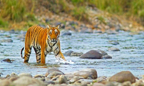 Best Jim Corbett Tour Packages From Delhi