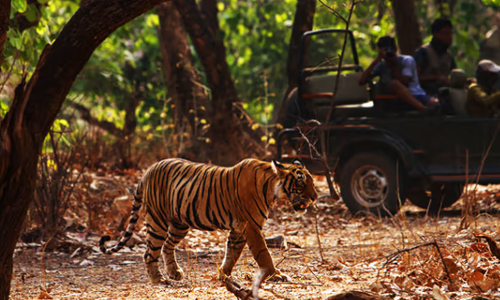 Best Jim Corbett Tour Packages From Delhi