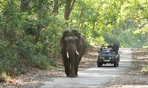 Best Jim Corbett Tour Packages From Delhi