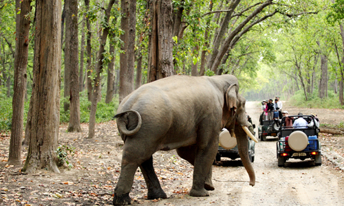 Best Jim Corbett Tour Packages From Delhi